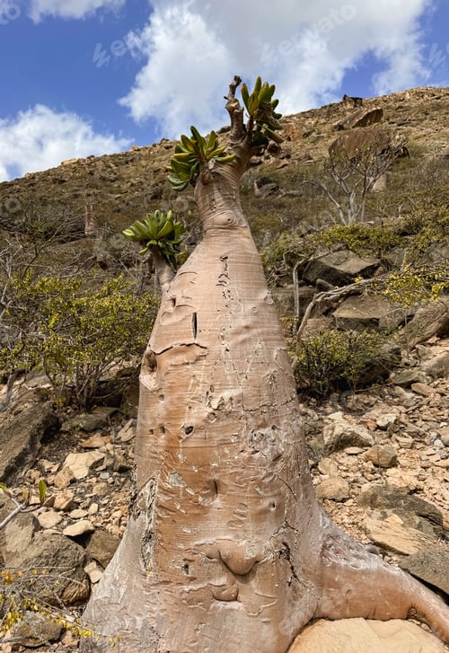 Preview: Unique Socotra landscape featuring a striking dragon blood tree against a rocky backdrop