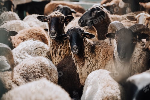 Preview: close up view of herd of brown sheep grazing in corral at farm