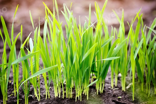 Preview: Young green shoots of wheat at the beginning of their growth, a