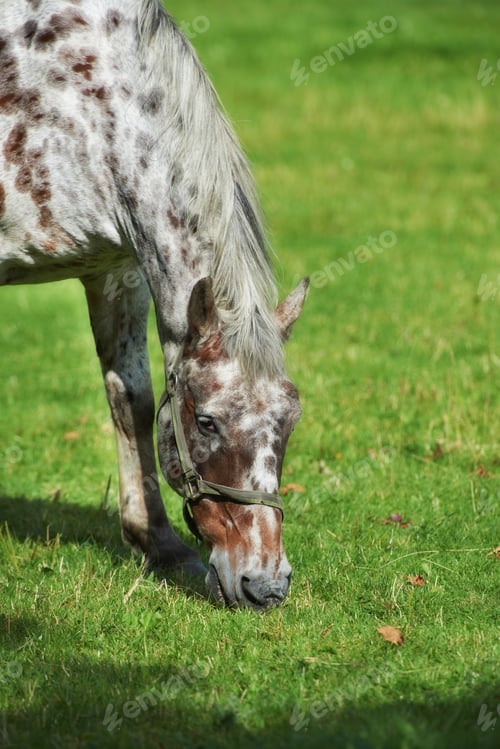 Preview: Beautiful horse - wonder of nature