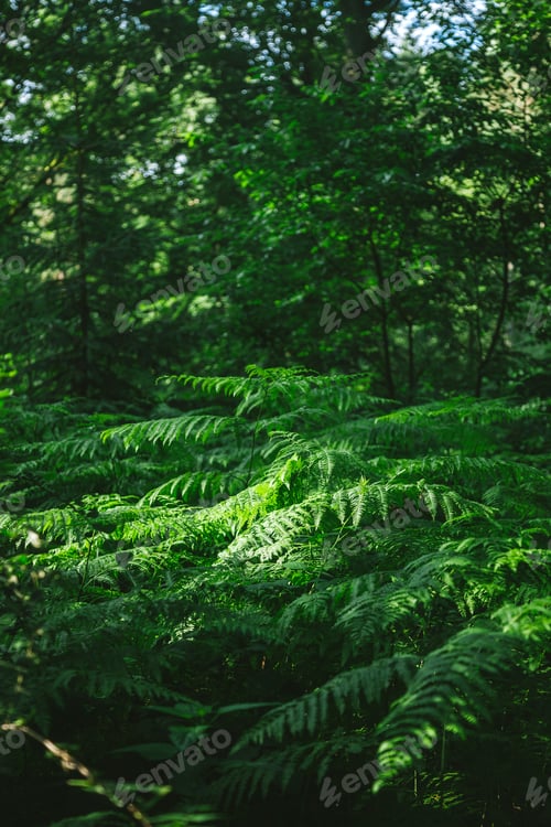 Preview: beautiful leafy trees in green forest in Hamburg, Germany