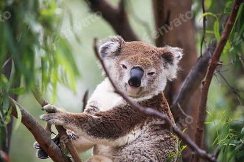 Preview: Koala in a tree