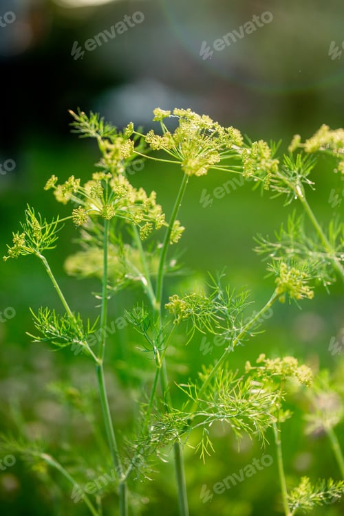 Preview: Fresh dill (Anethum graveolens)