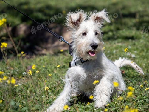 Preview: schnauzer puppy in white, looking carefully at the yellow flowers around him