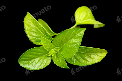 Preview: Green basil