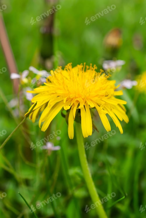Preview: dandelion on a background of green grass