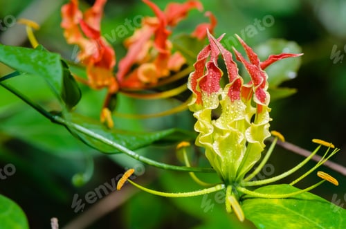 Preview: Gloriosa Superba or Climbing Lily flower