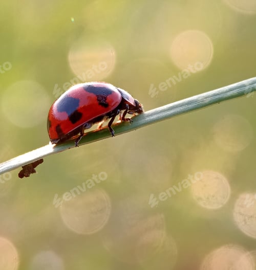 Preview: Lady bug