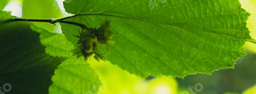 Preview: Large hazelnuts grow in the forest on green bush. Nuts Food for brain, healthy natural organic wild