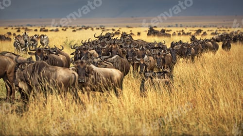Preview: Group of buffalos in Masai Mara, Kenya