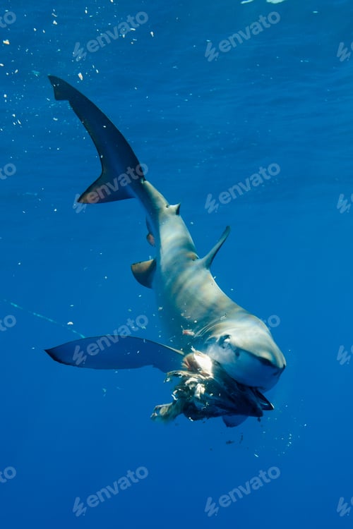 Preview: Blue shark eating underwater