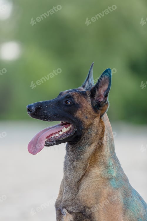 Preview: Belgian Shepherd dog playing on the beach with holi colors. Holi festival. Dog holi photo. Malinois