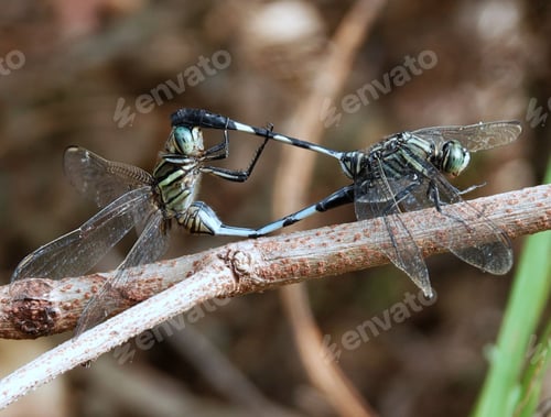 Preview: two dragonflies sit together on a branch near each other
