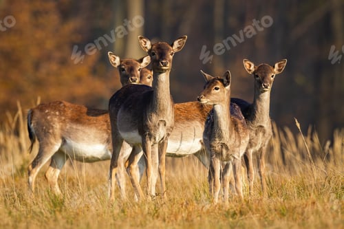 Preview: Herd of young fallow deer standing on meadow in autumn