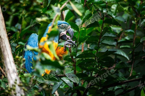 Preview: Colorful macaw in tropical foliage.