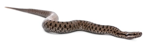 Preview: Common European adder or common European viper, Vipera berus, in front of white background
