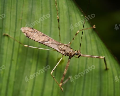 Preview: High-resolution close-up shot of a small brown insect with delicate legs