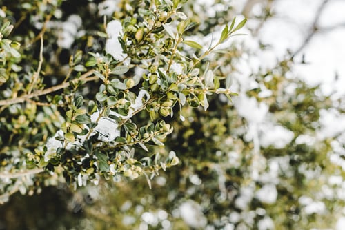 Preview: selective focus of tree branches with snow and green leaves