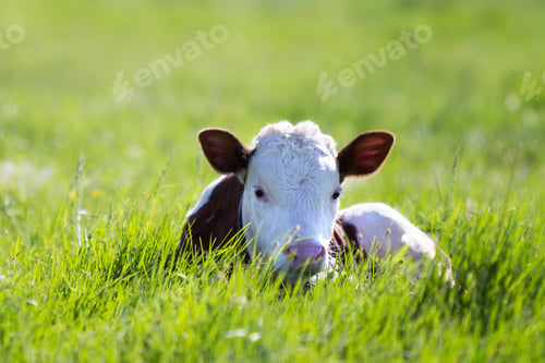 Preview: Close-up of white and brown calf looking in camera laying in green field lit by sun with fresh
