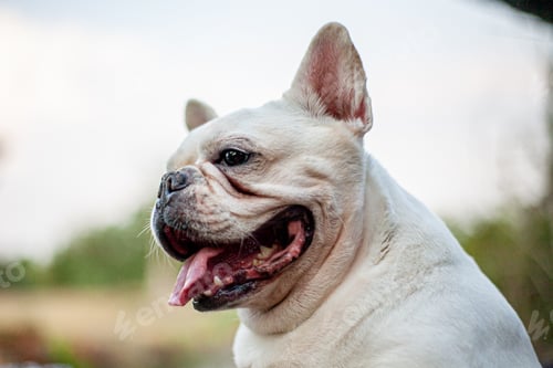 Preview: Cute Chubby French Bulldog Close-Up