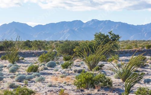 Preview: Cactus in Mexico