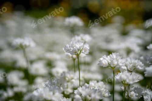 Preview: Decorative onion bloom. Flowers of wild Allium zebdanence in spring, soft focus