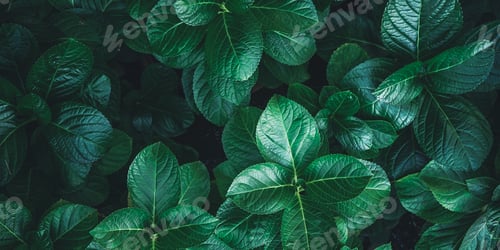 Preview: Natural background of green leaves with vintage filter