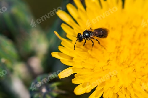 Preview: A bee pollinates a dandelion flower