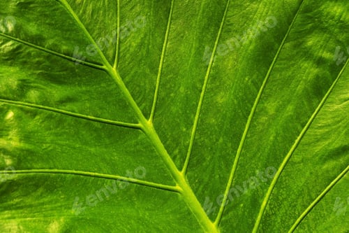 Preview: Green leaf epidermis, close up.
