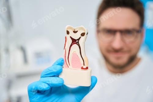 Preview: Man dentist in uniform holding and showing 3d model of tooth