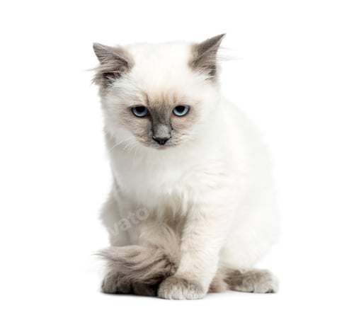 Preview: Birman sitting, 3 months old, isolated on white