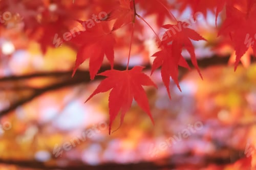 Preview: Red autumn meple leaves during autumn season.