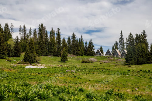 Preview: Meadow covered with vegetation on hillside against backdrop of fir trees and cloudy sky