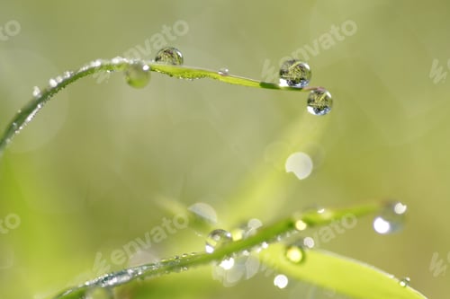 Preview: morning dew