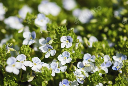 Preview: Veronica pale blue flowers on sunny meadow, nature background