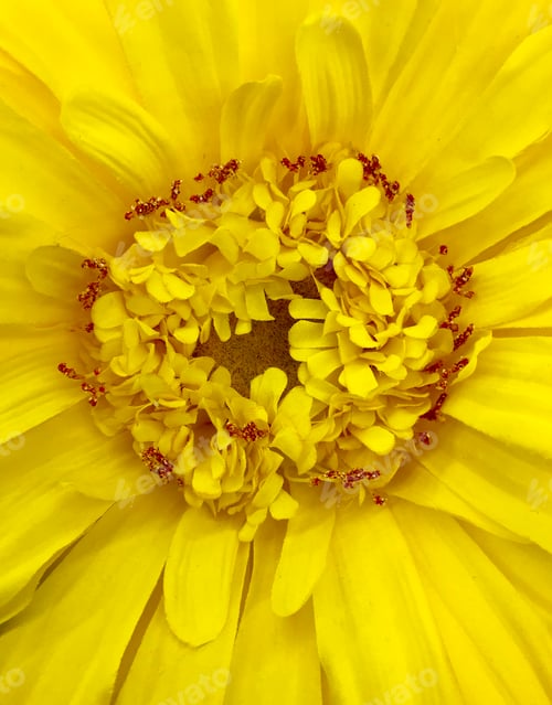 Preview: Bright yellow flower close up background full page colorful