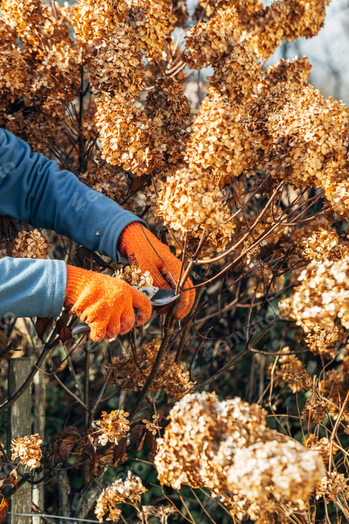 Preview: A gardener wearing gloves trims wilted hydrangea flowers before winter