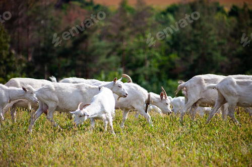 Preview: A herd of goats grazes in the meadow. Farming. Self-walking goat. Farm pasture. Summer day. Goats