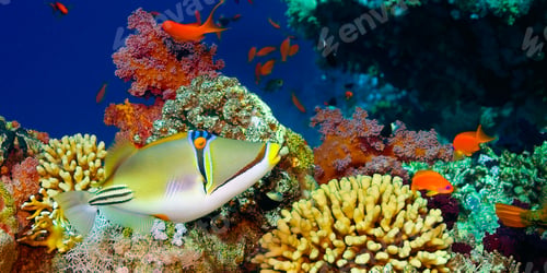 Preview: Assasi Triggerfish, Red Sea