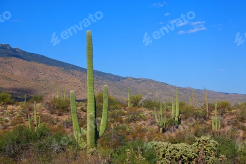 Saguaro Cactus Against a Blue Sky in Arizona