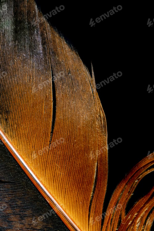 Preview: brown and black rooster feathers on black background