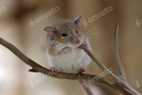 Preview: Acomys minous close up sitting on branch