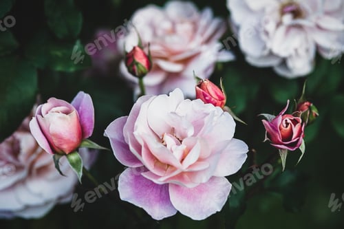 Preview: Distant Drums rose blooms in the evening garden against dark foliage