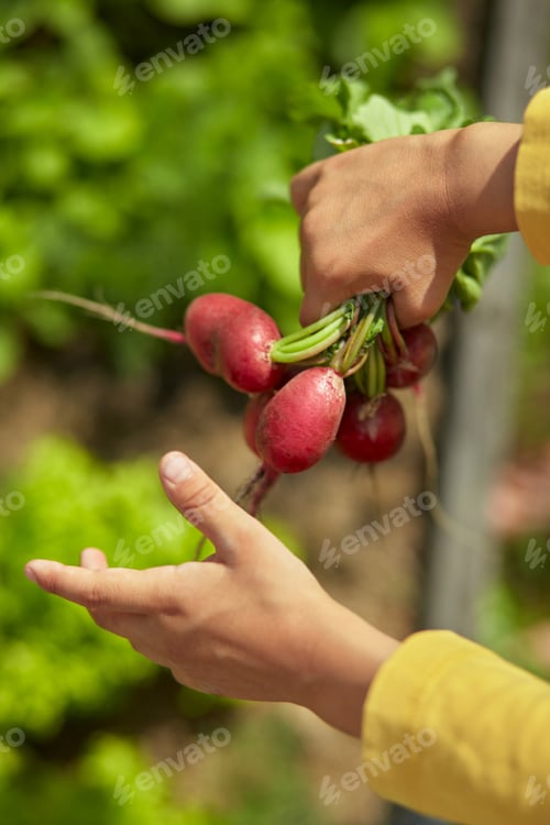 Preview: Harvest radishes in the hands of a child in a backyard garden