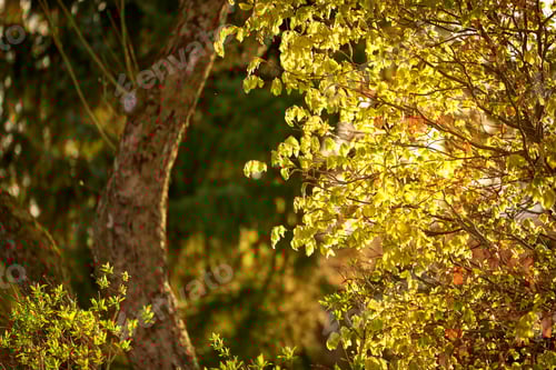 Preview: Hardwood forest tree