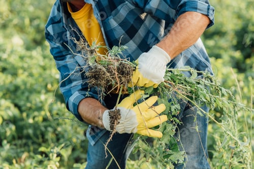Preview: cropped view of farmer in plaid shirt and gloves holding weeds while working in field