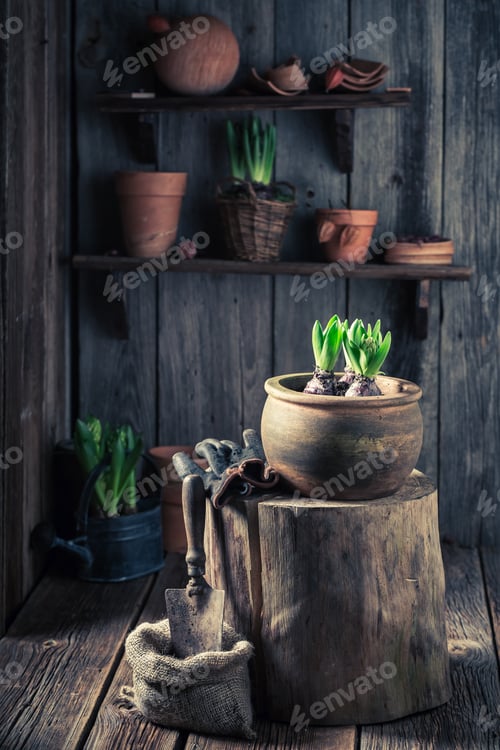 Preview: Planting a green crocus to dark soil in wooden cottage