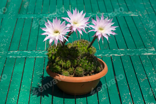 Preview: Cactus blooms magnificently, its scientific name is; echinopsis oxygona or Echinopsis eyriesii