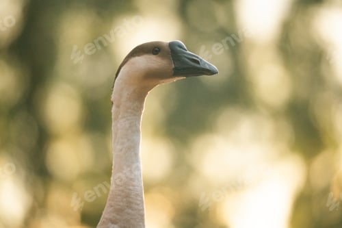 Preview: Goose Farm, Beautiful Domestic Bird with Soft Feathers and Beak, Roaming the Rural Countryside