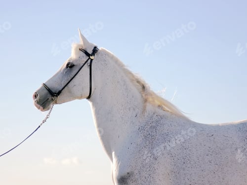 Preview: arabian, horse, mare, stallion, riding